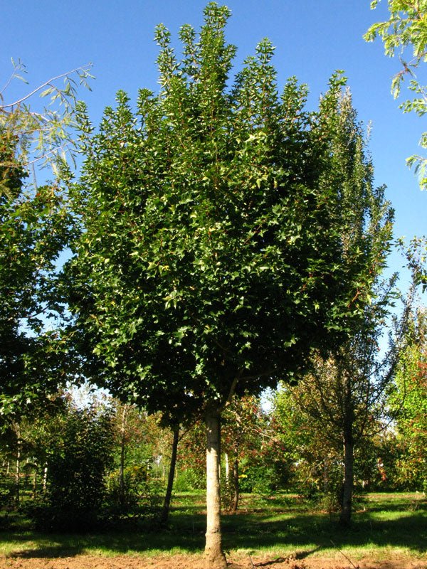 FOR PICKUP ONLY | Acer truncatum x 'Ruby Sunset' Shantung Maple | DOES NOT SHIP