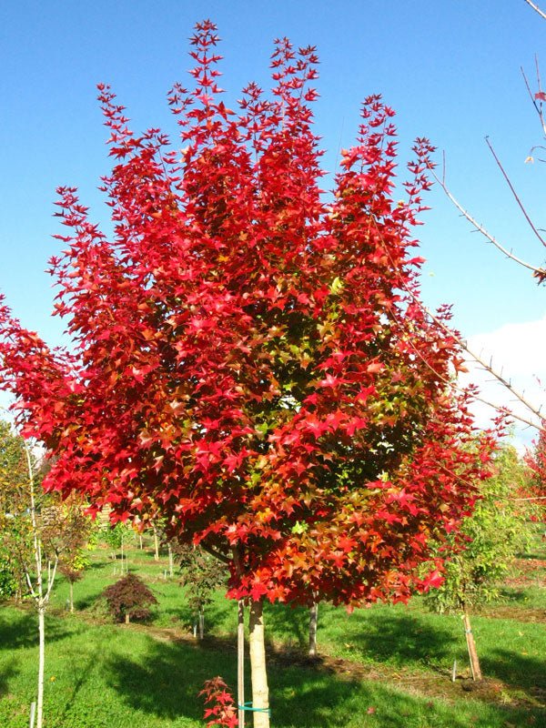 FOR PICKUP ONLY | Acer truncatum x 'Ruby Sunset' Shantung Maple | DOES NOT SHIP