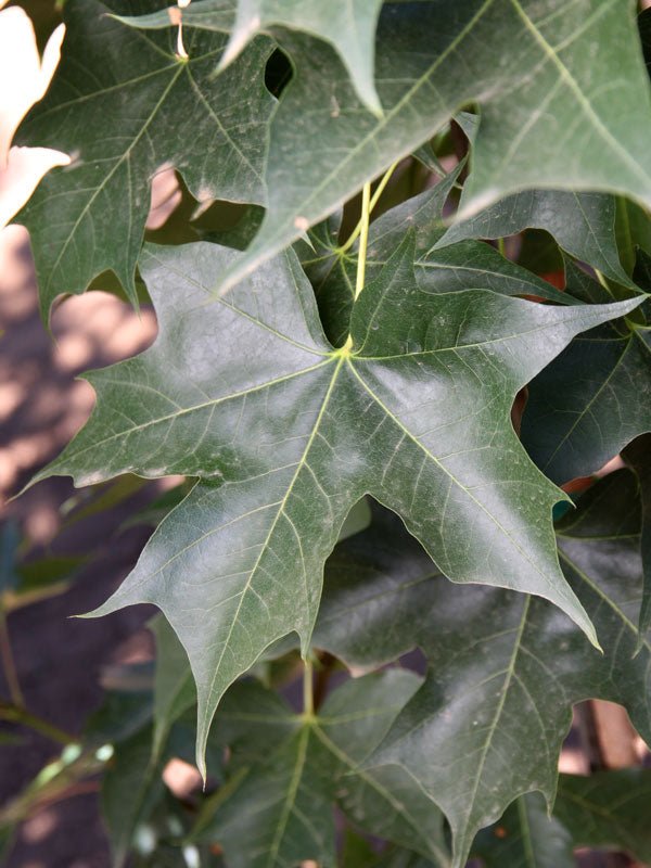 FOR PICKUP ONLY | Acer truncatum x 'Ruby Sunset' Shantung Maple | DOES NOT SHIP