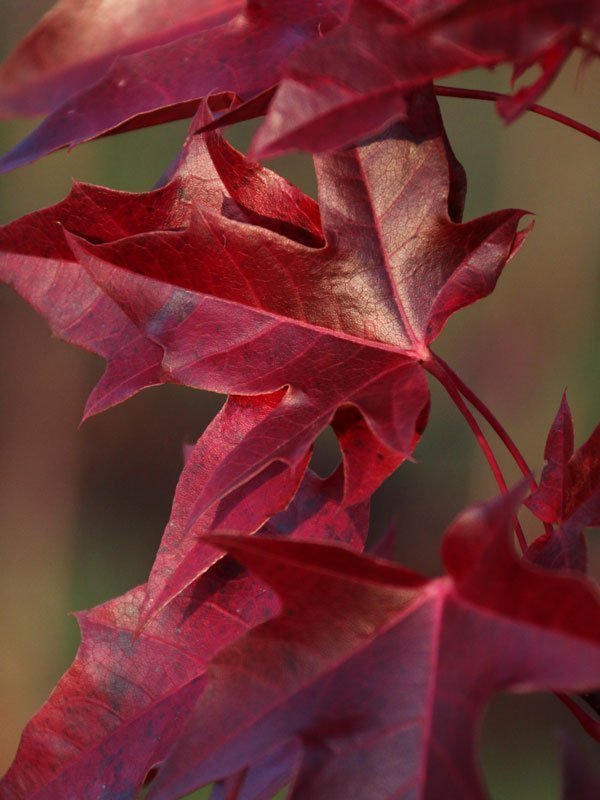 FOR PICKUP ONLY | Acer truncatum x 'Urban Sunset' Shantung Maple | DOES NOT SHIP