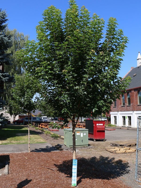 FOR PICKUP ONLY | Acer truncatum x 'Urban Sunset' Shantung Maple | DOES NOT SHIP