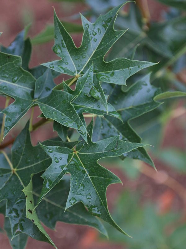 FOR PICKUP ONLY | Acer truncatum x 'Urban Sunset' Shantung Maple | DOES NOT SHIP