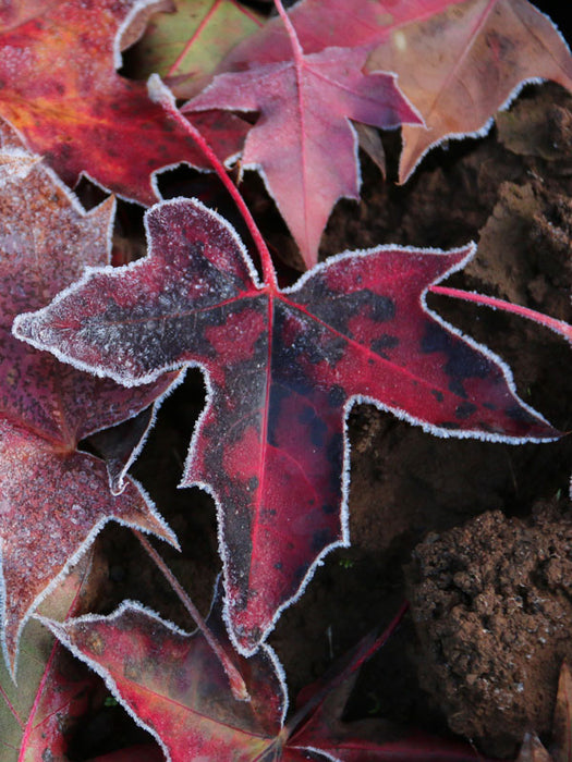 Acer truncatum x 'Urban Sunset' Shantung Maple