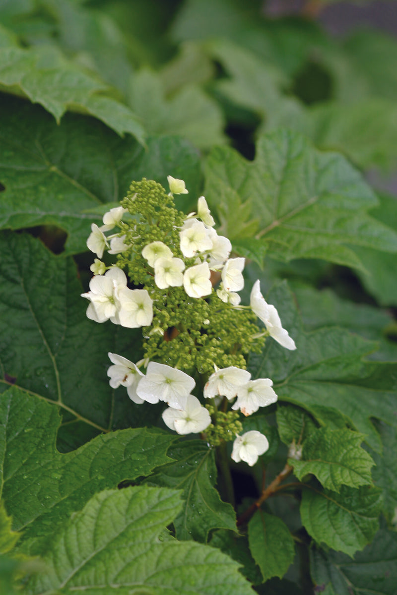Hydrangea quercifolia 'Alice' Oakleaf Hydrangea