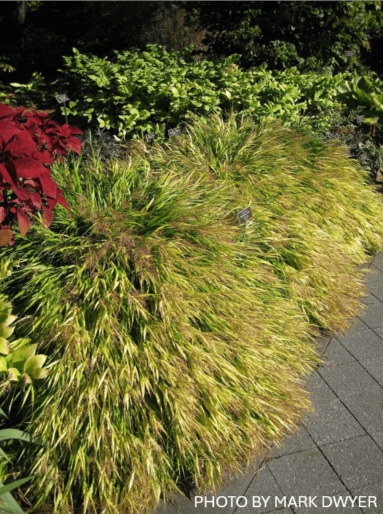 Mr Maple Hakonechloa macra Aureola Japanese Forest Grass - Thumbnail 2