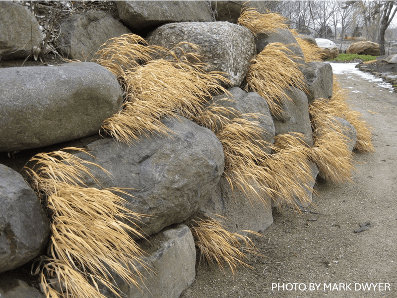 Hakonechloa macra 'All Gold' Japanese Forest Grass