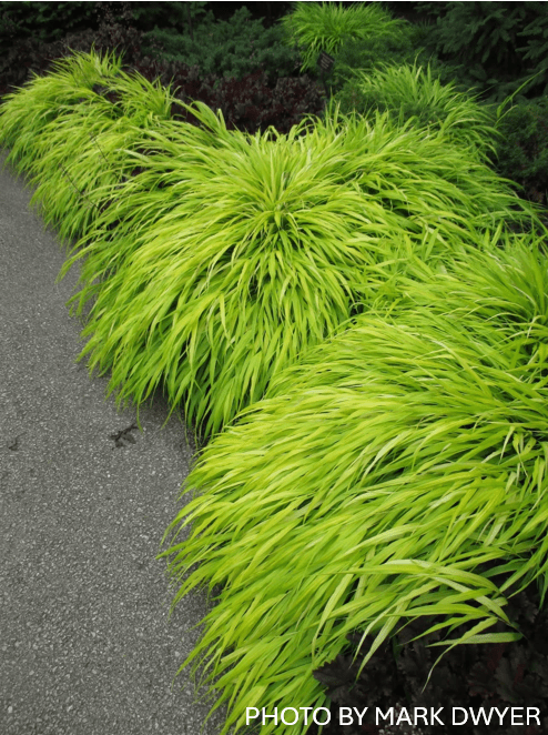 Mr Maple Hakonechloa macra Aureola Japanese Forest Grass - Thumbnail 4