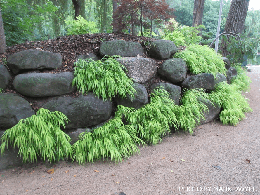 Mr Maple Hakonechloa macra Aureola Japanese Forest Grass - Thumbnail 5