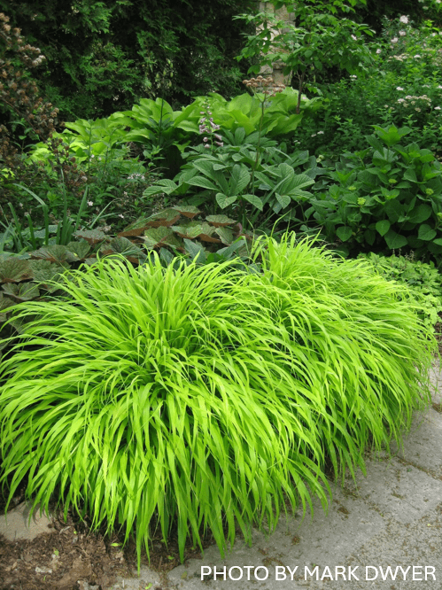 Hakonechloa macra 'All Gold' Japanese Forest Grass