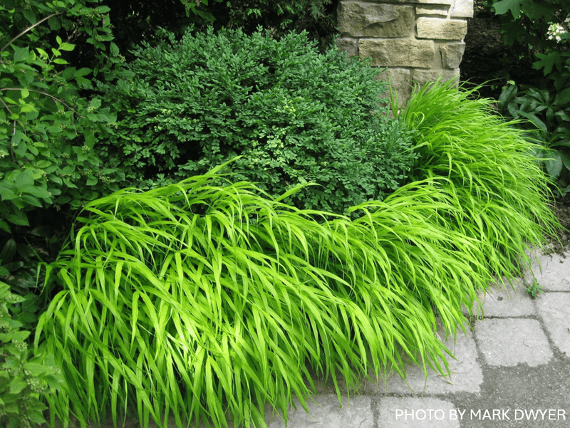 Hakonechloa macra 'All Gold' Japanese Forest Grass