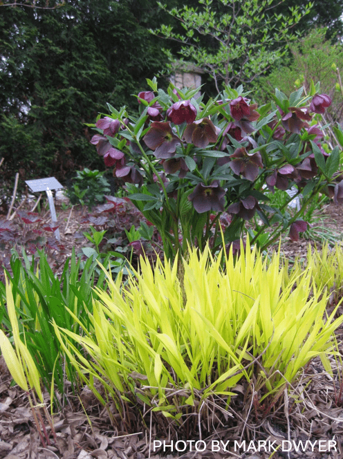 Hakonechloa macra 'All Gold' Japanese Forest Grass