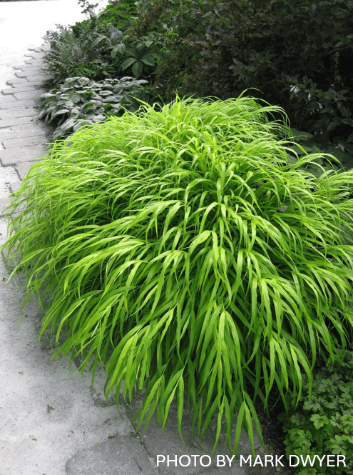 Hakonechloa macra 'All Gold' Japanese Forest Grass