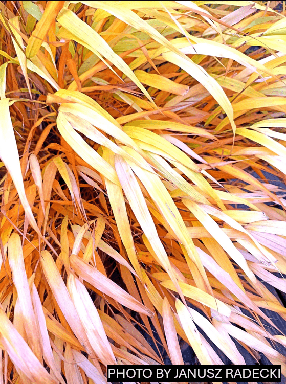 Mr Maple Hakonechloa macra Aureola Japanese Forest Grass - Thumbnail 3