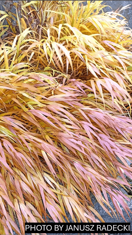 Hakonechloa macra 'All Gold' Japanese Forest Grass