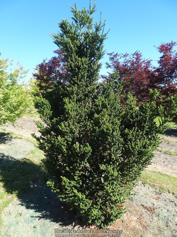 Taxus baccata 'Amersfoort' Japanese Yew