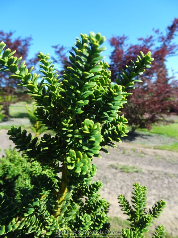 Taxus baccata 'Amersfoort' Japanese Yew