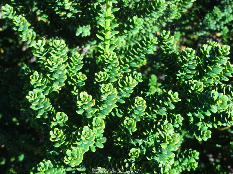 Taxus baccata 'Amersfoort' Japanese Yew