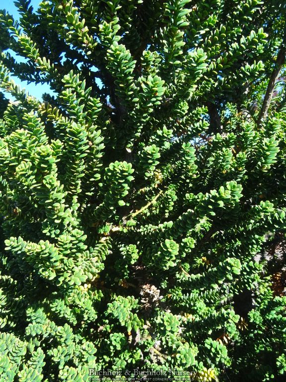 Taxus baccata 'Amersfoort' Japanese Yew