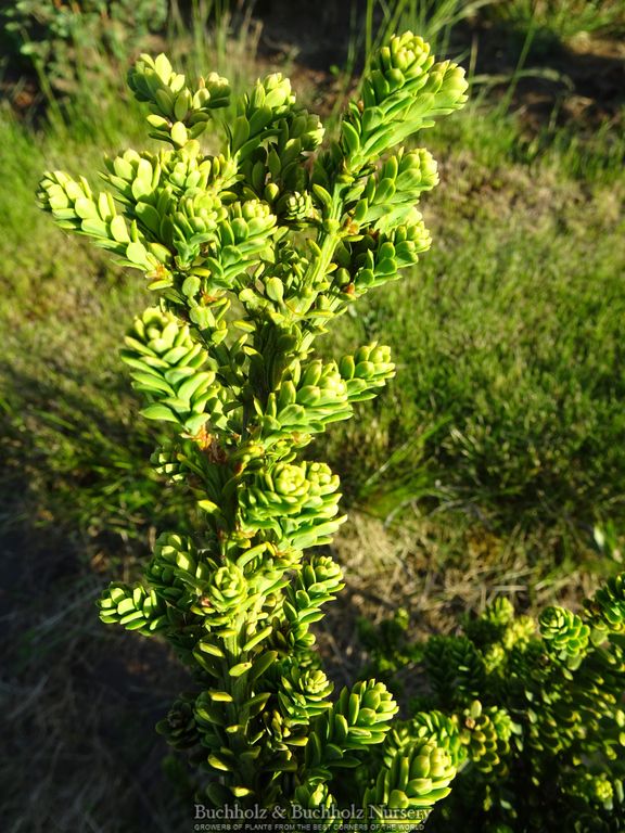 Taxus baccata 'Amersfoort' Japanese Yew