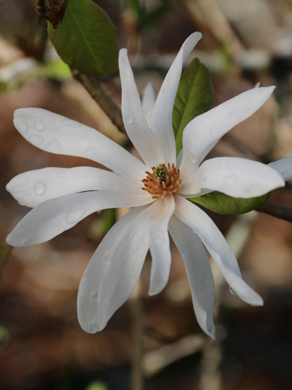 Magnolia x loebneri 'Ballerina' White Flower Magnolia