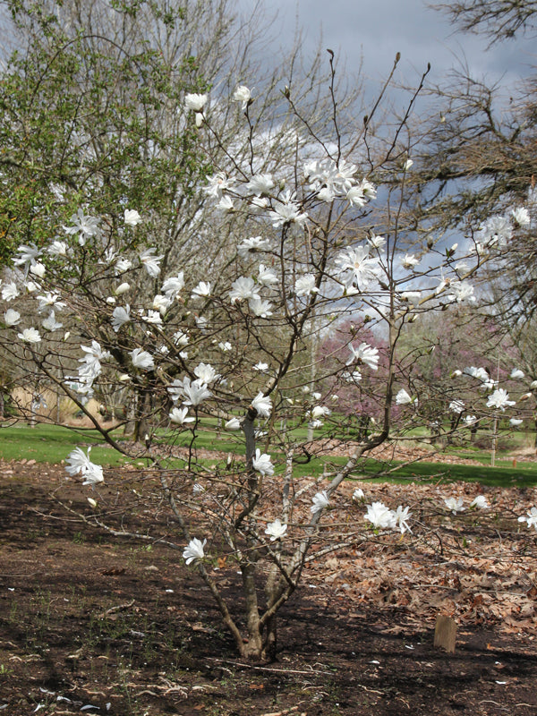 Magnolia x loebneri 'Ballerina' White Flower Magnolia
