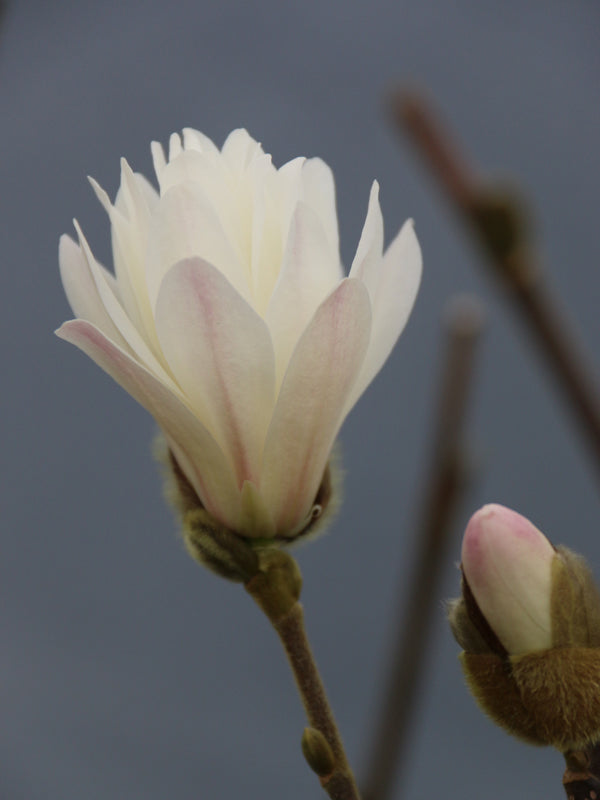Magnolia x loebneri 'Ballerina' White Flower Magnolia