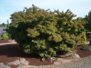 - FOR PICK UP ONLY | Acer palmatum 'Mikawa yatsubusa' Dwarf Japanese Maple | DOES NOT SHIP - Mr Maple │ Buy Japanese Maple Trees
