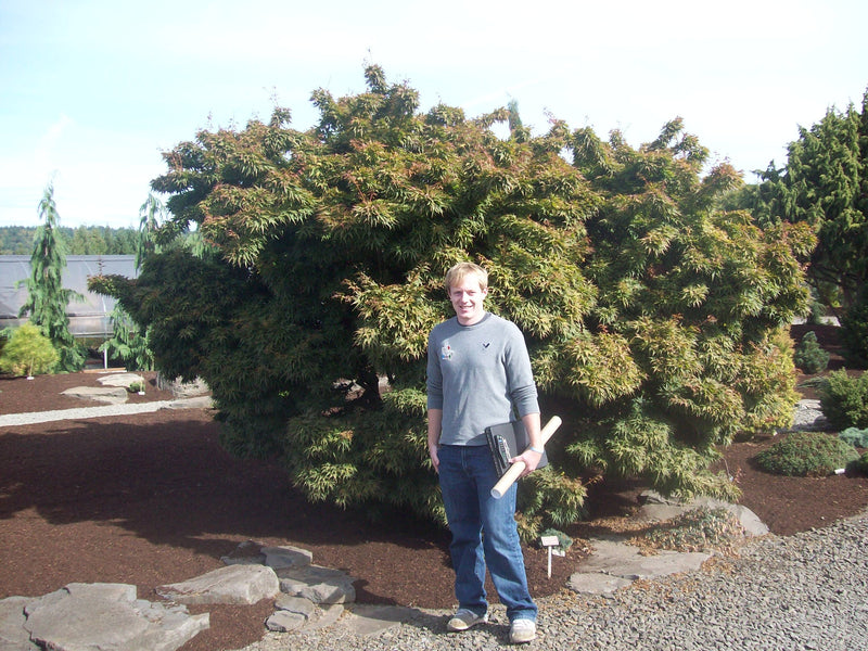 - FOR PICK UP ONLY | Acer palmatum 'Mikawa yatsubusa' Dwarf Japanese Maple | DOES NOT SHIP - Mr Maple │ Buy Japanese Maple Trees