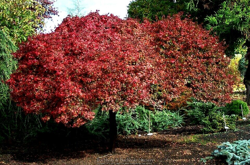 - Acer palmatum 'Beni hime' Japanese Maple - Mr Maple │ Buy Japanese Maple Trees