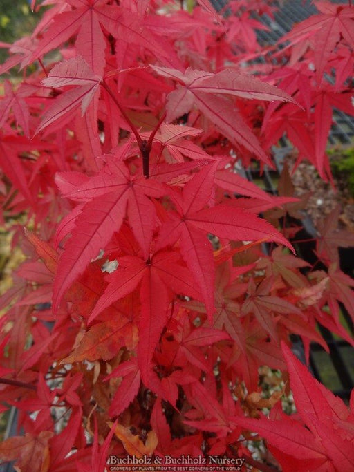 - Acer palmatum 'Beni hime' Japanese Maple - Mr Maple │ Buy Japanese Maple Trees