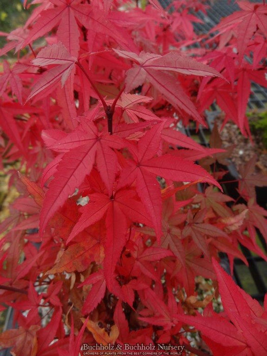 - Acer palmatum 'Beni hime' Japanese Maple - Mr Maple │ Buy Japanese Maple Trees