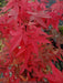 - Acer palmatum 'Beni hime' Japanese Maple - Mr Maple │ Buy Japanese Maple Trees