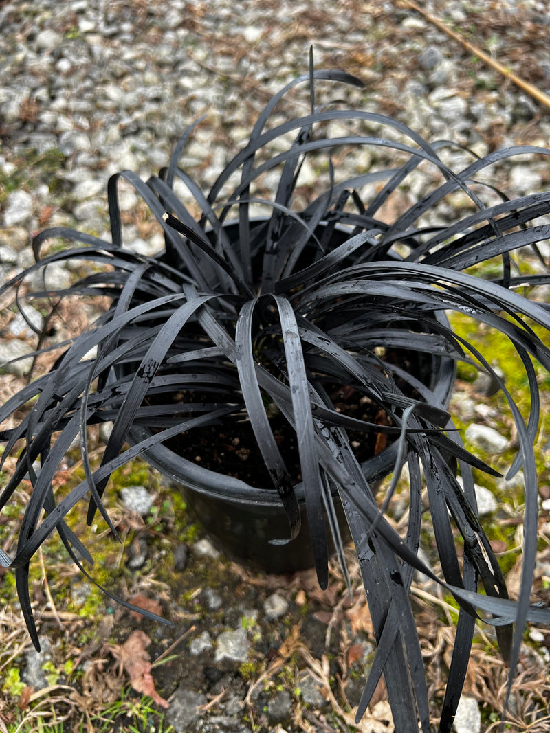 Ophiopogon sp. Black Mondo Grass