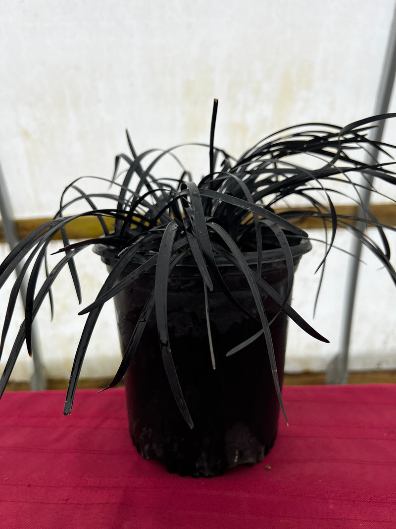 Ophiopogon sp. Black Mondo Grass