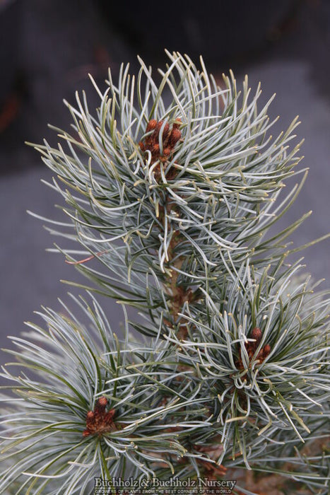 Pinus parviflora 'Blue Angel' Blue Japanese White Pine