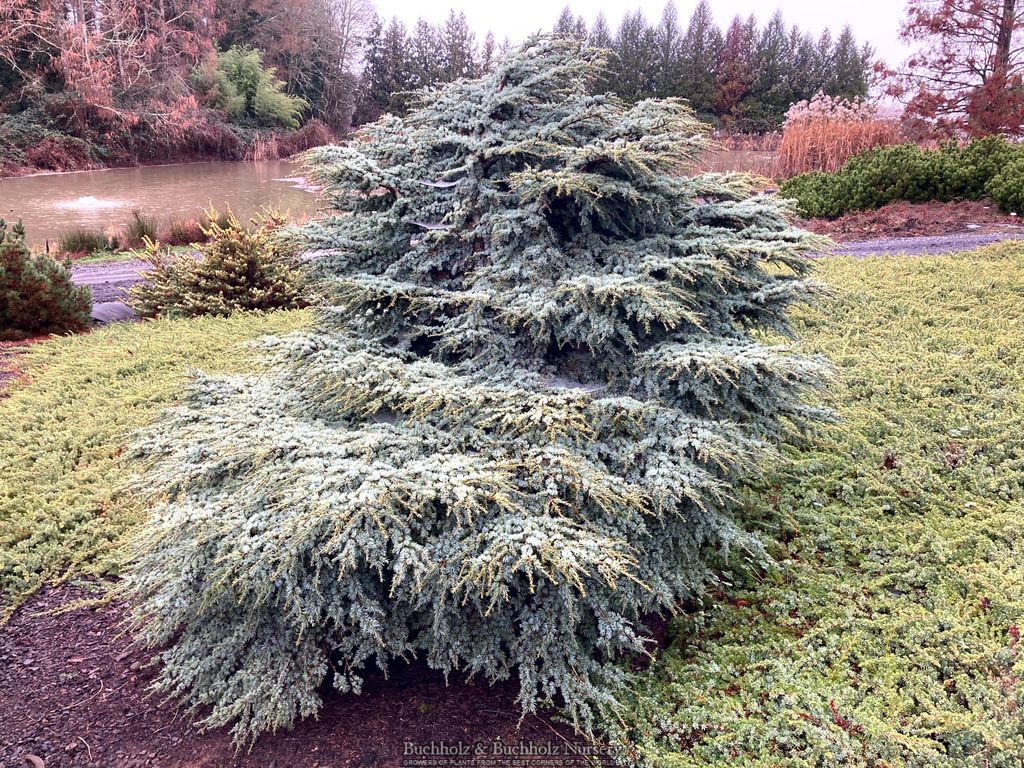 Buy Cedrus atlantica 'Blue Haze' Blue Atlas Cedar — Mr Maple