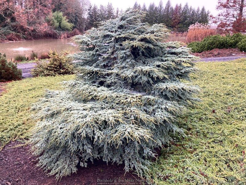 Cedrus atlantica 'Blue Haze' Blue Atlas Cedar