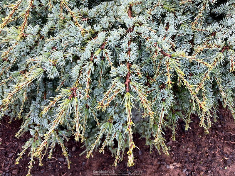 Cedrus atlantica 'Blue Haze' Blue Atlas Cedar