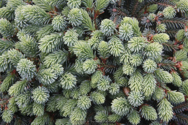 Picea glauca ‘Burning Well' White Spruce