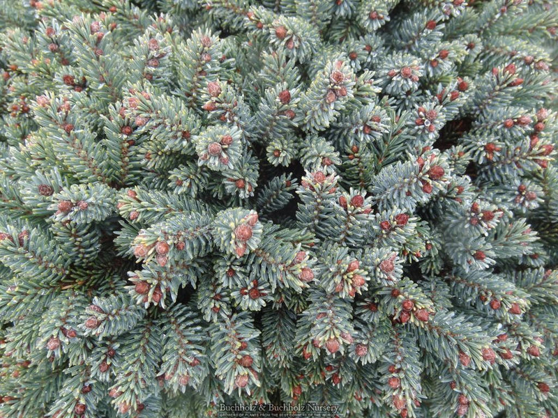 Picea glauca ‘Burning Well' White Spruce
