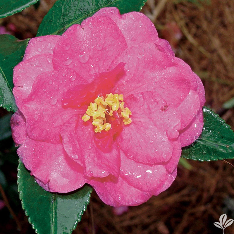 Camellia sasanqua 'Shishigashira' Pink Flowering Camellia