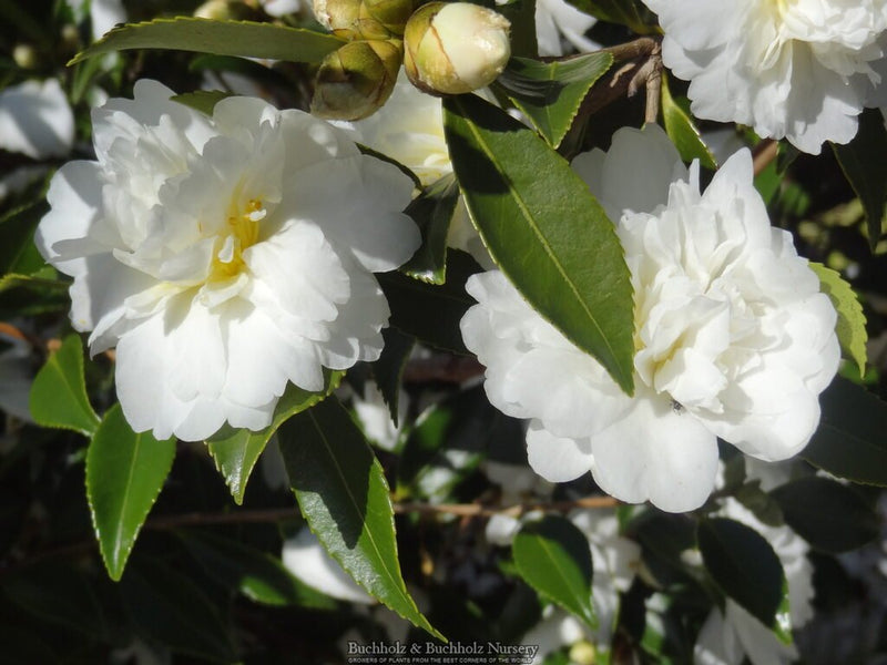Camellia x 'Snow Flurry' Hardy White Flowering Camellia