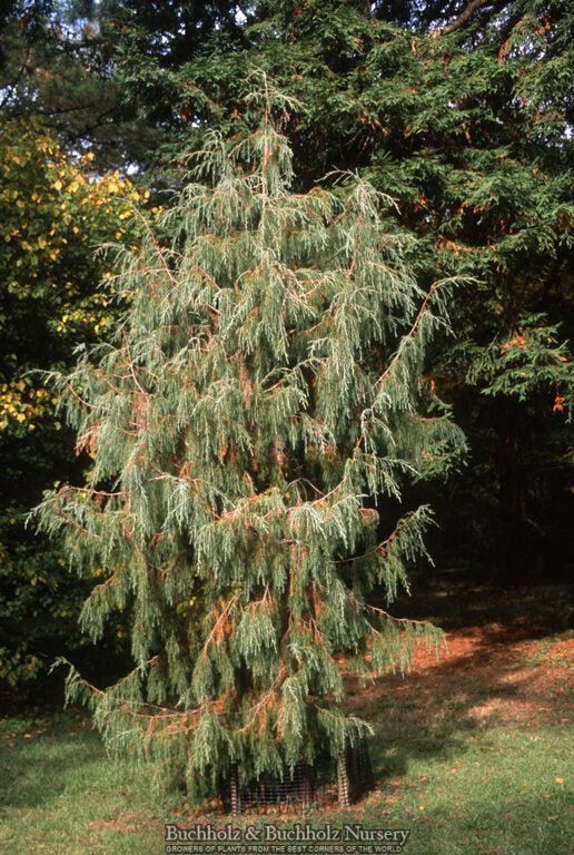 Juniperus cedrus Canary Island Juniper