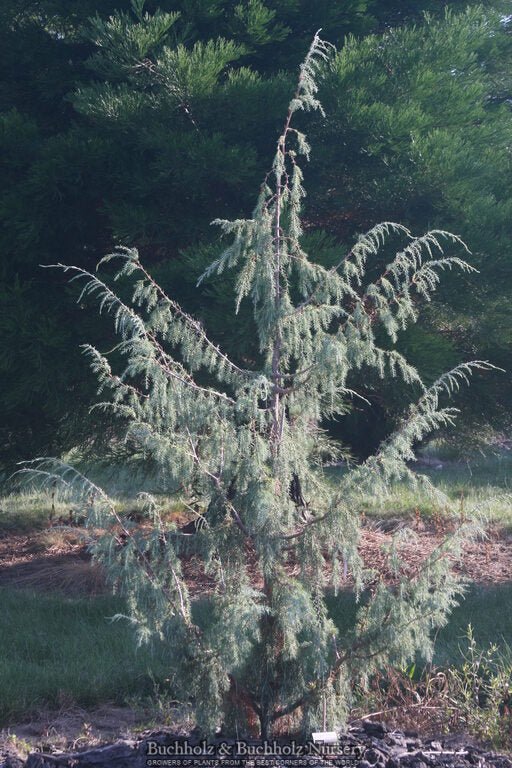 Juniperus cedrus Canary Island Juniper