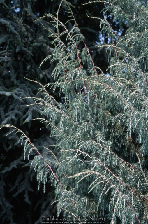 Juniperus cedrus Canary Island Juniper