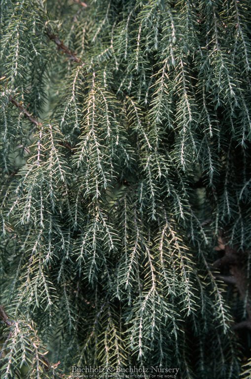 Juniperus cedrus Canary Island Juniper