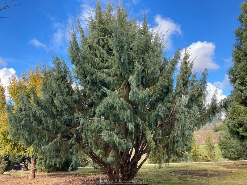 Juniperus cedrus Canary Island Juniper