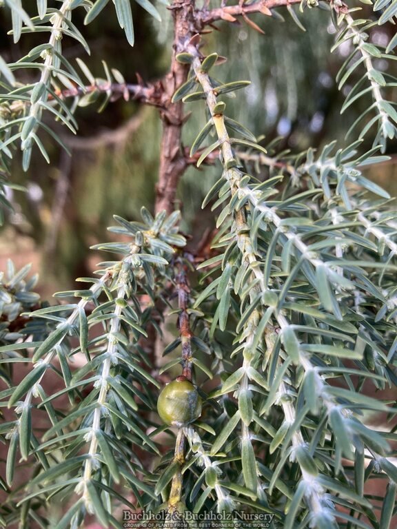 Juniperus cedrus Canary Island Juniper