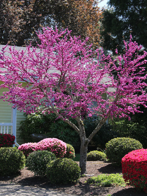Cercis texensis 'Oklahoma' Redbud Tree