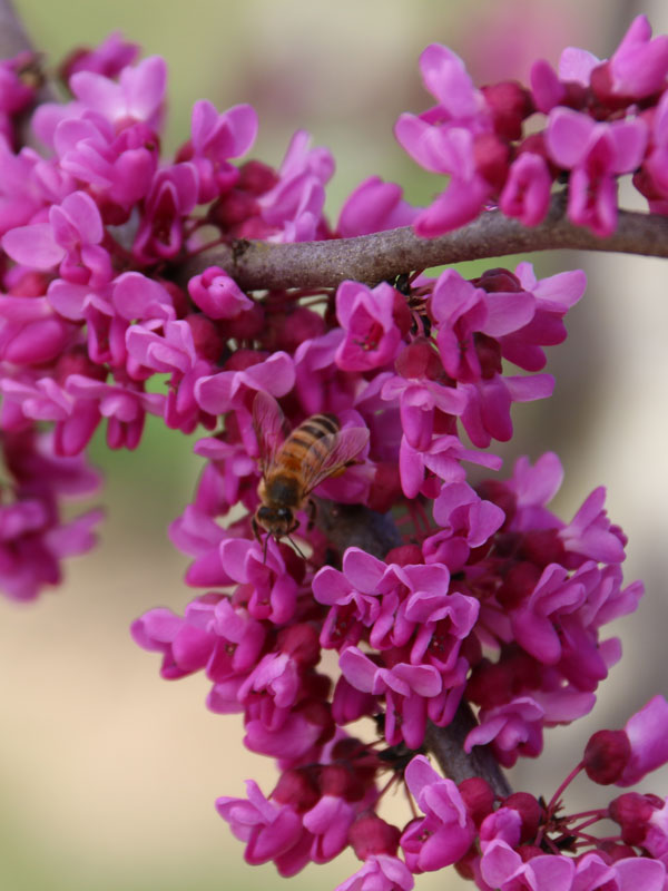 Cercis texensis 'Oklahoma' Redbud Tree